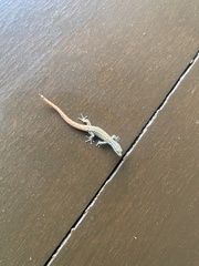 Sphaerodactylus graptolaemus