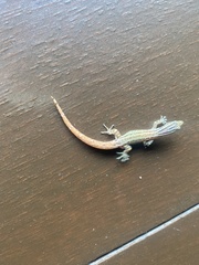 Sphaerodactylus graptolaemus