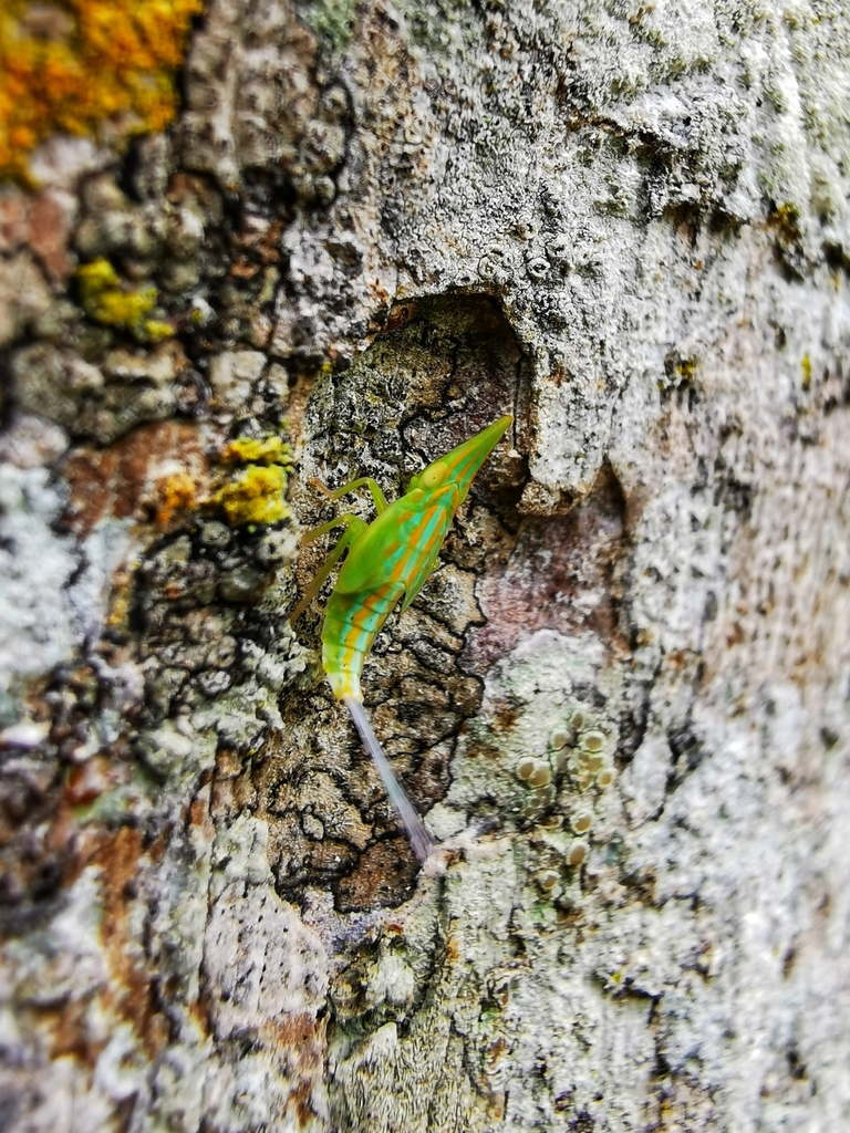 Remosa cultellator