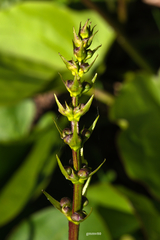 Echinodorus grandiflorus