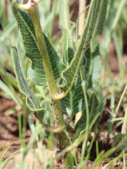 Asclepias fallax