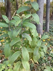 Viburnum sieboldii