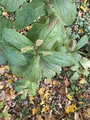 Viburnum sieboldii