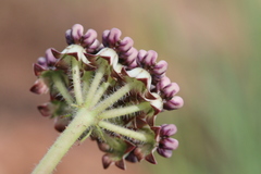 Asclepias fallax