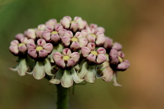 Asclepias fallax