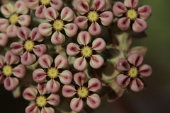 Asclepias fallax