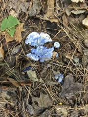 Lactarius indigo