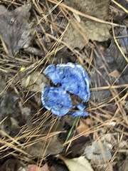 Lactarius indigo