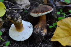 Gyroporus castaneus