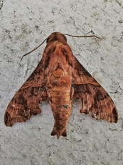 Enyo lugubris