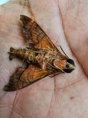 Enyo lugubris