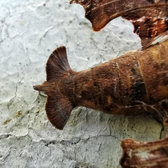 Enyo lugubris