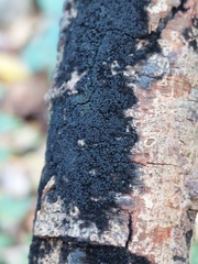 Chaetosphaerella phaeostroma