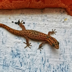 Sphaerodactylus difficilis