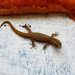 Sphaerodactylus difficilis