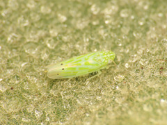 Micantulina stigmatipennis