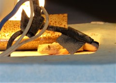 Ptyodactylus