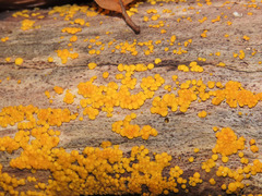 Pezizellaceae