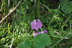 Pedicularis muscicola