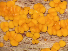 Pezizellaceae
