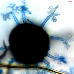Erysiphe abbreviata