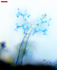 Erysiphe abbreviata