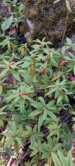 Rhododendron tolmachevii