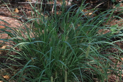 Setaria lindenbergiana