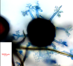 Erysiphe abbreviata