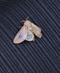 Psilopygida crispula