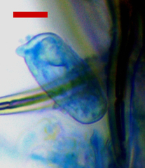 Erysiphe abbreviata