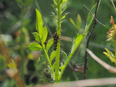 Pyropteron triannuliformis
