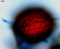 Erysiphe abbreviata