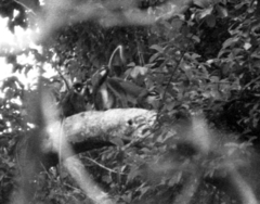 Cercopithecus petaurista