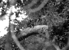 Cercopithecus petaurista