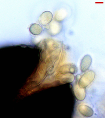 Erysiphe abbreviata