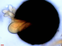 Erysiphe abbreviata