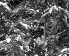 Cercopithecus petaurista