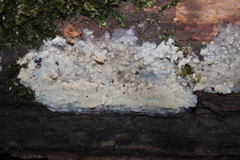 Radulomyces confluens