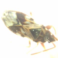 Scolopostethus pictus