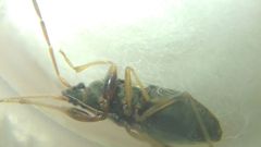 Scolopostethus pictus