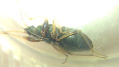 Scolopostethus pictus