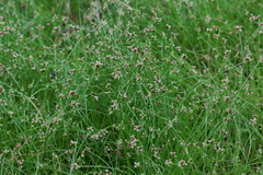 Isolepis costata