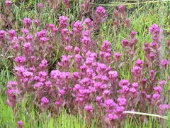 Castilleja ambigua humboldtiensis