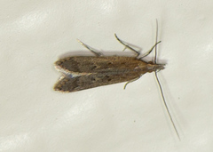 Monochroa quinquepunctella