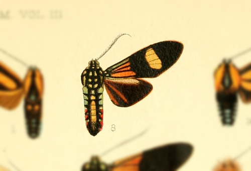 Belemnia ochriplaga
