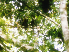 Cercopithecus petaurista