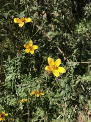 Bidens serrulata