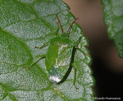 Sinopla perpunctatus