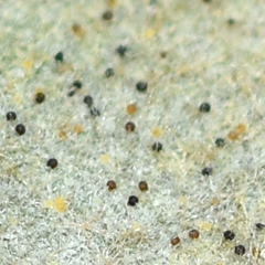 Erysiphe abbreviata